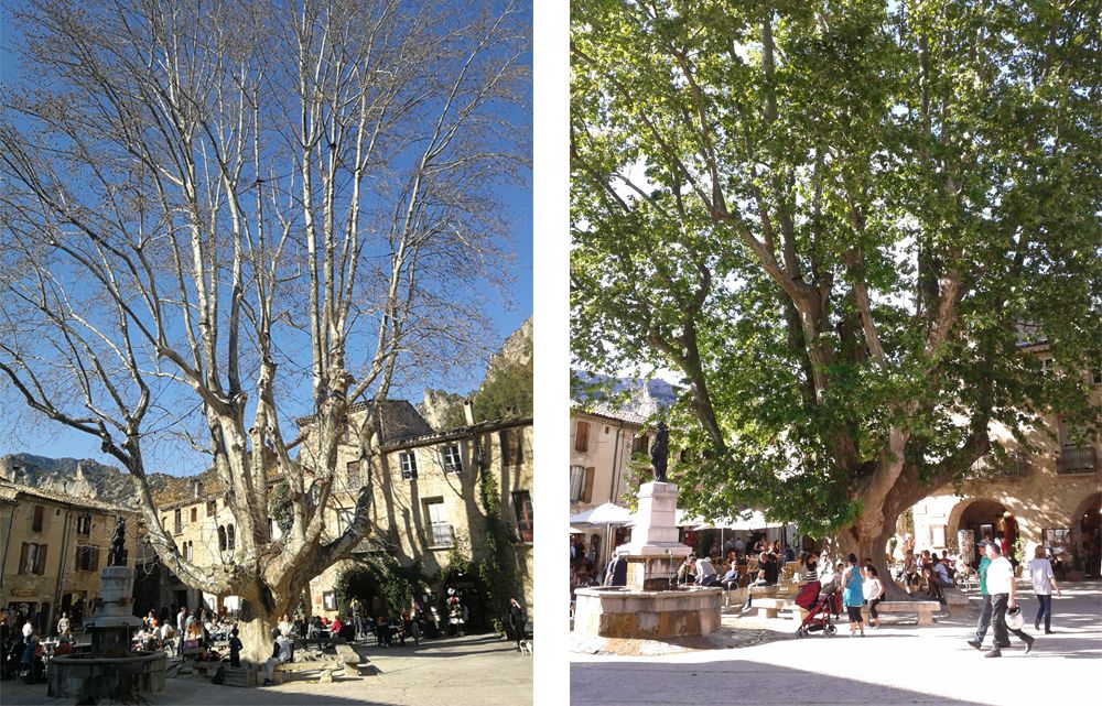 Post LinkedIn - Clément Gaillard Quand le cycle des arbres s'accorde avec les nécessités bioclimatiques : l'exemple du platane commun.
